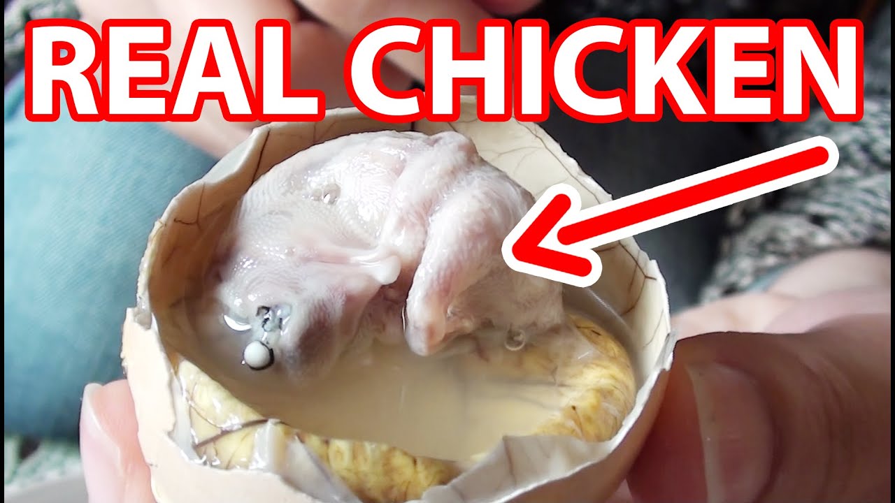 Baby Chicken In Egg