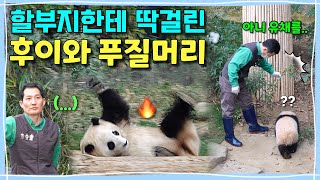 [ep.233] 뿌리째 뽑힌 유채 앞에서 할부지한테 딱걸린 후이와 푸바오의 뜬금없는 작은 푸질머리퇴근시간마다 푸바오를 찾아오시는 할부지‍♂ㅣ에버랜드 판다월드