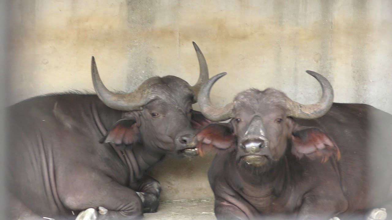 サファリエリア「草食Cセクション」 (姫路セントラルパーク) 2019年10月23日
