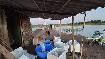 thả tôm cho khách nuôi công nghiệp ao đất ở TP bạc liêu