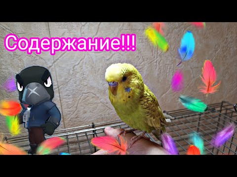 Как содержать волнистого попугая в домашних условиях