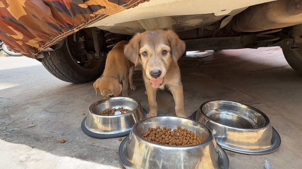 Summer Heat Forced This Street Dog to Hide Under a Car With Her Puppies ...