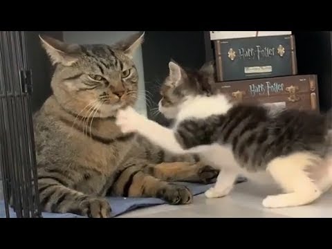 small-kitten-takes-on-big-cat