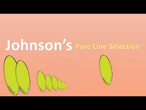 What Is Pure Line Selection In Plant Breeding