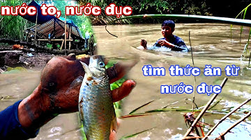 ngủ trong rừng mưa, nước đục thả câu được cá, câu cá nước lũ thấy mê mọi người ơi|phúc làng tv