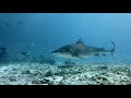 Diving with tiger sharks. Fuvahmulah.