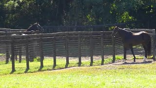競走馬の性格 エピソードまとめ Studiopm Blog 競走馬の性格 エピソードまとめ Studiopm Blog
