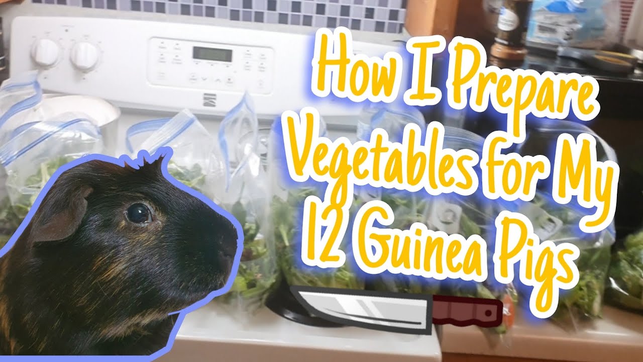 View of How I Prepare Vegetables for My 12 Guinea Pigs - YouTube