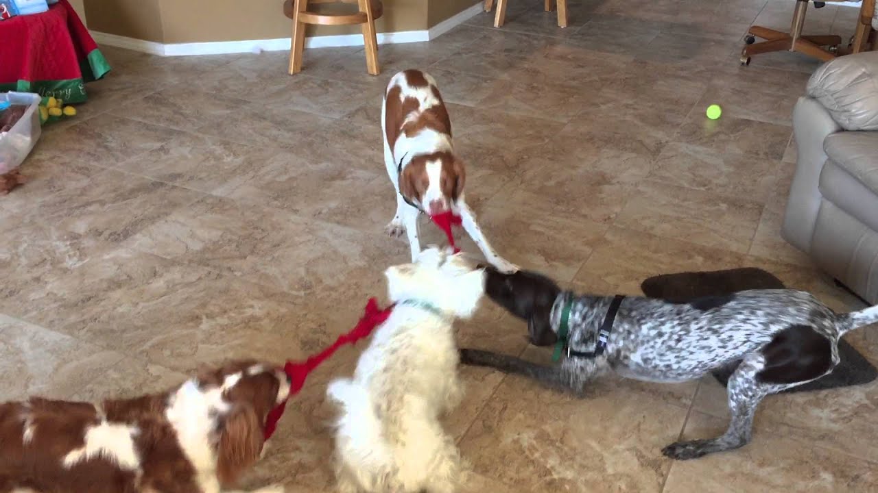 Four Dog Tug of War