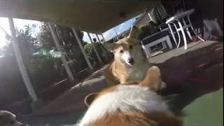 Lunas Sunday - Corgi Gopro Pov
