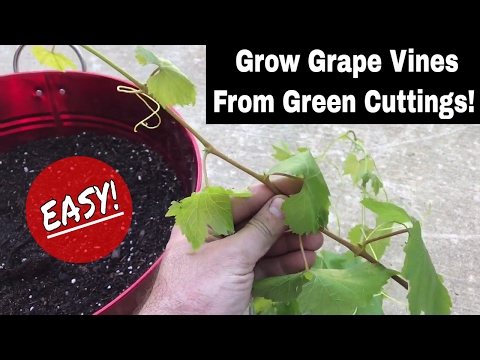 How To Regrow Grape Vines From Fresh Cuttings!