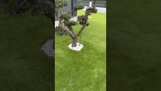 VIDEO RELVA SINTÉTICA TANGO 40MM - ALCATIFEX LDA