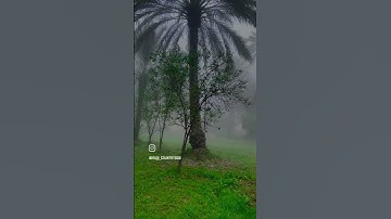 تلاوة خاشعة للشيخ محمد الصديق المنشاوي - سورة الضحى