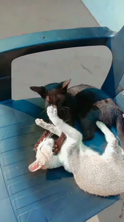 MHA mukabala Kalu Dada aap safed billi ka aise badhiya video aaega channel ko subscribe kar BA part3