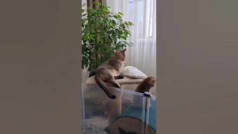 Video 4429151: munchkincat munchkins, munchkin catlover meowed pets, munchkin kitten pets cats, munchkincat kitten meow cute, semi long hair