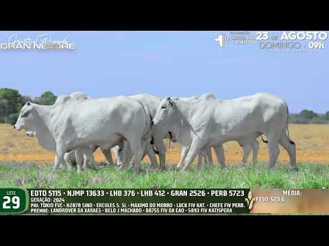 LOTE 29