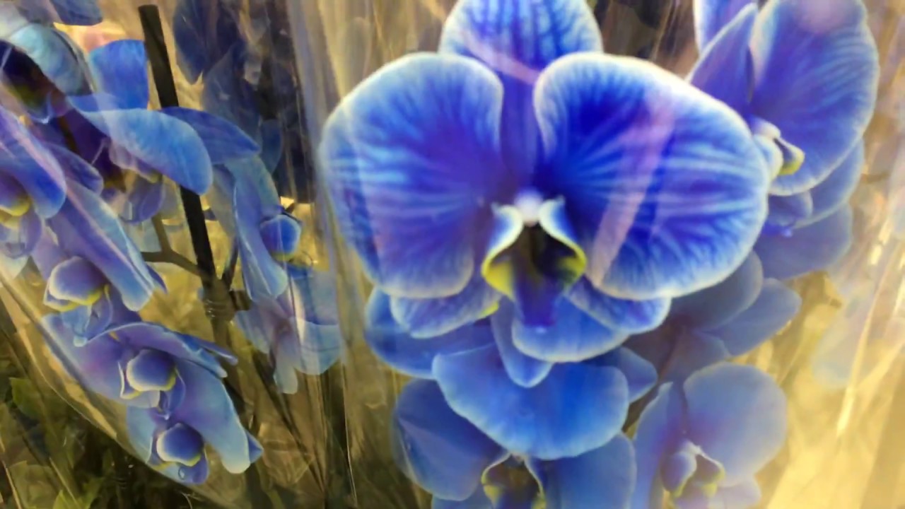 Обзор цветов в Леруа Мерлен на Каширском шоссе, ТЦ "Лас Вегас" - YouTube