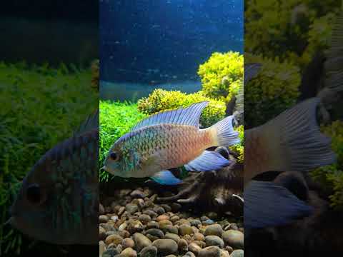 Electric Blue Acara Pair #electricblueacara #cichlid #aquarium #fishbreeding #tropicalfish #shorts