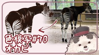 【一緒にお絵描き】色模写の火曜日＃７０【まったり朝活】