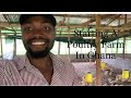 Starting a poultry farm in Ghana