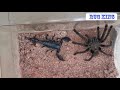 捕鸟蛛大战帝王蝎， Bird spider Vs Emperor scorpion