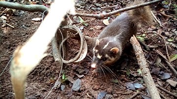 chuyến thăm bẫy lại có hàng rồi vũ tô văn vũ