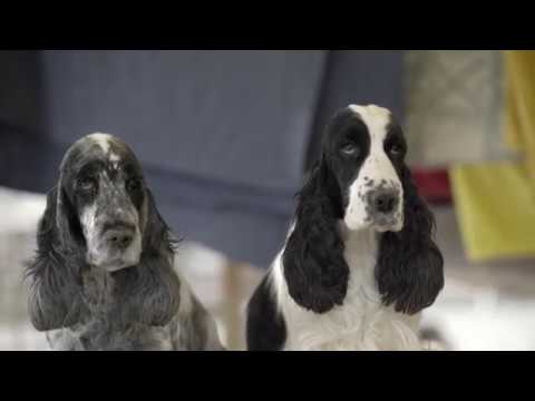 Video: Hvordan En Veterinær Reddet To Blinde Og Døve Cocker Spaniels