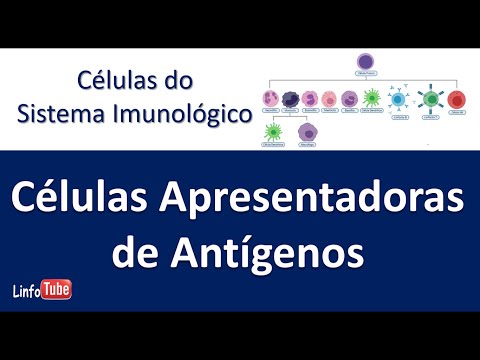 Vídeo: As células de Langerhans são células apresentadoras de antígenos?