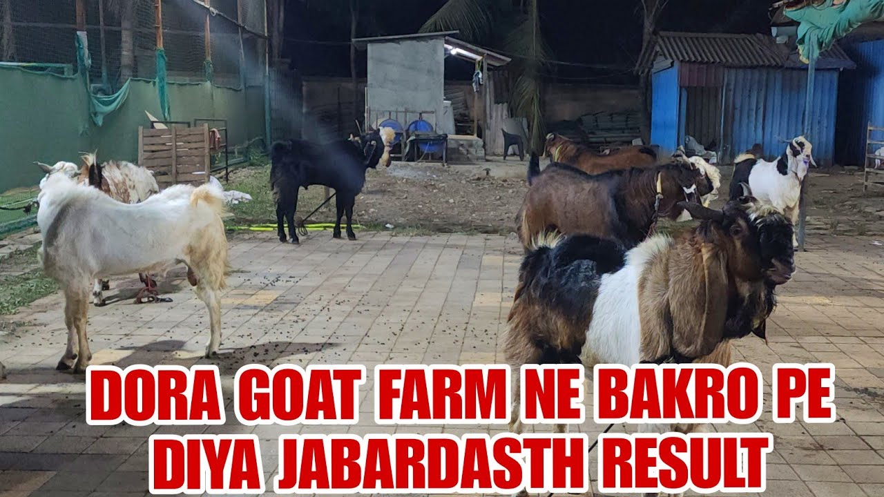 Dora Goat Farm Pe Jabardast Andul Bakro Ki Taiyari Bhiwandi Mahapoli ...