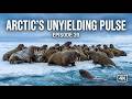 Arctic's Unyielding Pulse | Episode 39 | AI Wildlife Documentary | Algorithm's Eyes