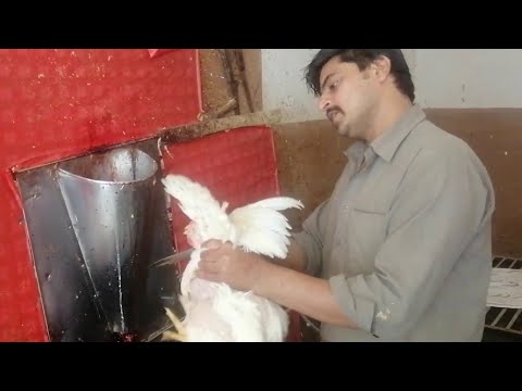Chicken Cutting Muslim Style || chicken cutting skills fast || chicken cutting skills in village