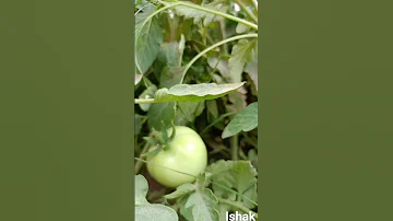 ما أروع صوت القرآن 