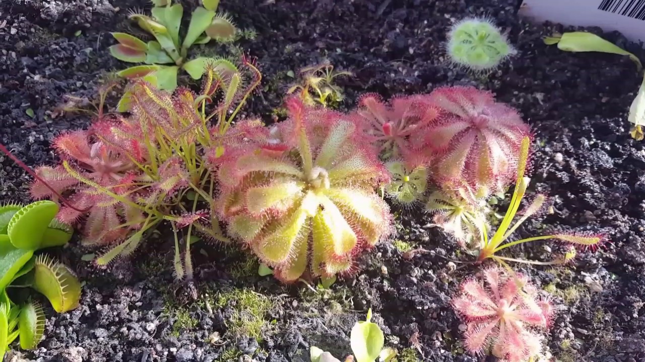 Tourbi¨re plantes carnivores by carni83