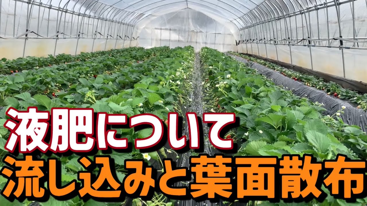 「いちご栽培 いちご農家」液肥について 葉面散布と流し込みの使い分けについて