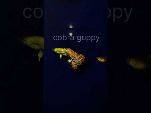 Top quality Cobra