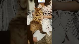 Birds Are Singing Cat Version He Bit Me At The End T-T