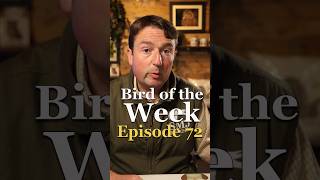 Episode 72 Bird of the Week!