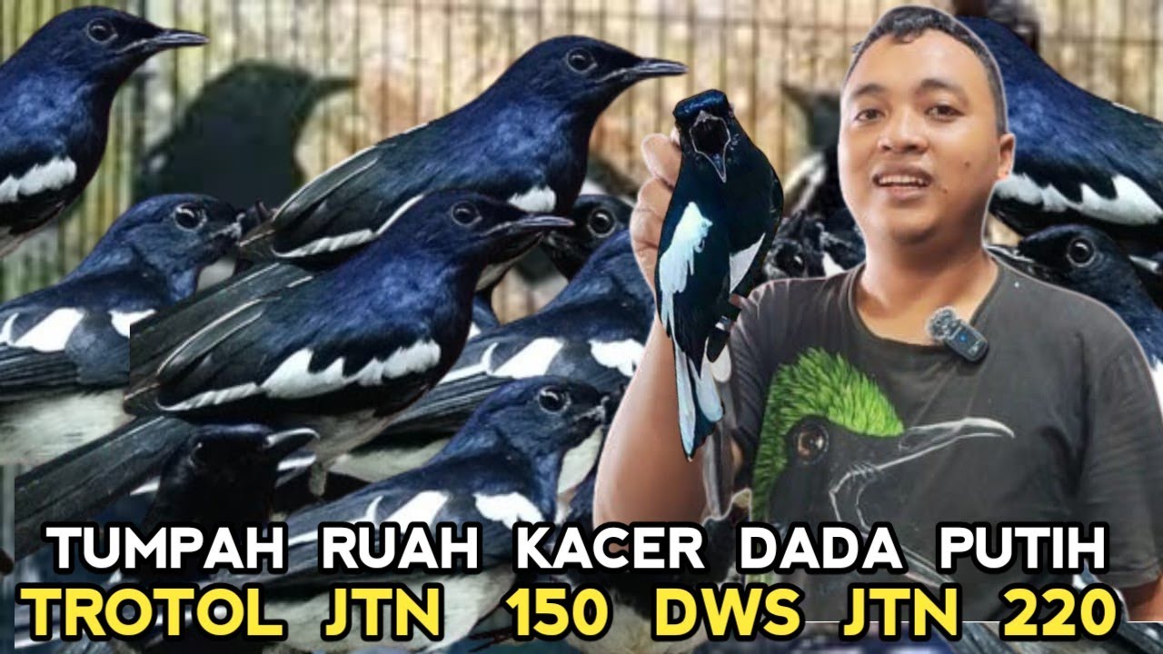 TUMPAH RUAH KACER CALON JUARA TROTOL JTN DARI 150 RIBUAN DWS 220 RIBU DI KIOS ARIS PASAR PRAMUKA
