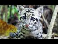 Clouded Leopard Cub, Age 14 Weeks.