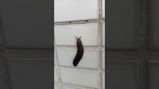 Unknown Creature | Mystery Worm | Snail without shell?