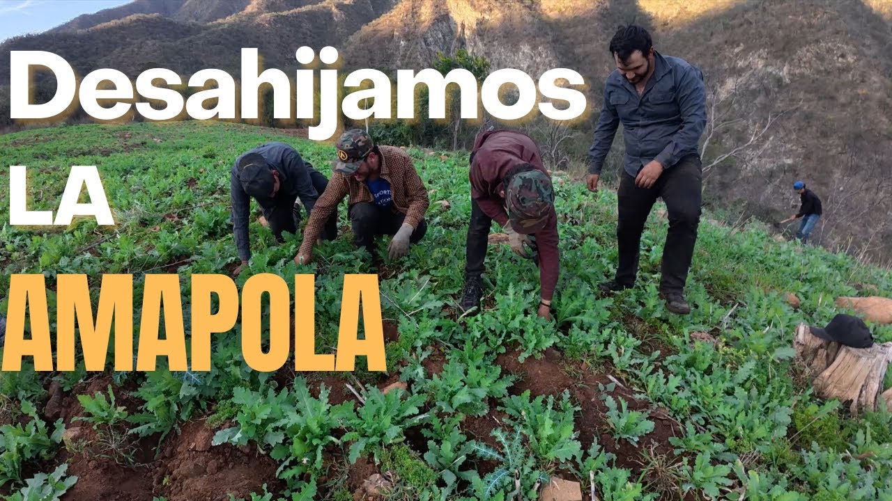 Desahijamos en el Cerro la Amapolita (Fer Ortiz)