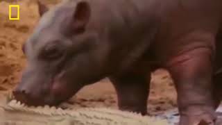 National Geographic Doentarydo Crocodile Vs Baboon Wildlife Animal