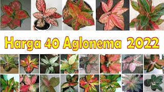 40 Jenis Aglonema Harga Terbaru 2022 | Harga Aglonema