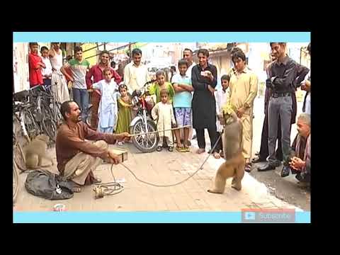 Funny Monkey Circus On Street | Very Funny Video Man Vs Monkey