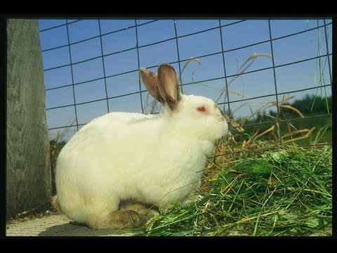 Лучшая клетка для кроликов - YouTube