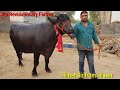 👍FOR SALE: Price-70,000- 1Lakh Rs. Young Murrah Buffaloes @Hisar, Owner- Himat sir.👍