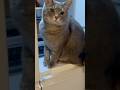 冷蔵庫に乗って.. おばあちゃんに注意されるや否や直ぐ降りる猫… #風の猫 #ネコ #さっちゃん #ねこ #保護猫
