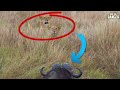 Lions Stalk Buffalo - Buffalo Win | Maasai Mara Safari | Zebra Plains