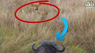 See How Buffalo Outsmart These Stalking Lions! | Maasai Mara Safari | Zebra Plains