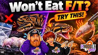 Full Ball Python Won’t Eat Frozen Thawed Try This Before Panicking Update